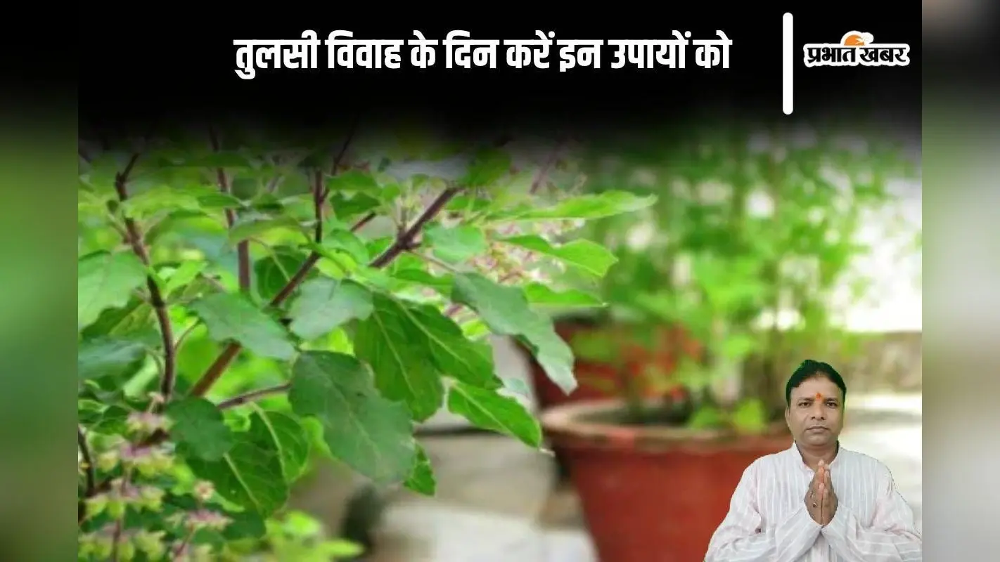 Tulsi Vivah ke Upay: तुलसी विवाह के दिन करें ये अचूक उपाय, परेशानी होगी दूर
