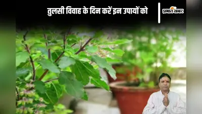 Tulsi Vivah ke Upay: तुलसी विवाह के दिन करें ये अचूक उपाय, परेशानी होगी दूर