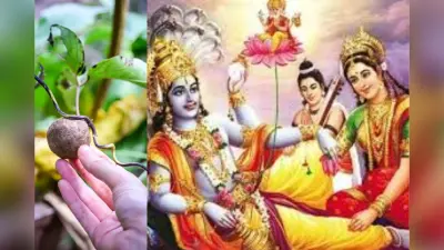 Dev Uthani Ekadashi 2024: कार्तिक मास के देवउठनी एकादशी को सुथनी खाने का क्यों है इतना बड़ा महत्व, जाने इसके बारे में
