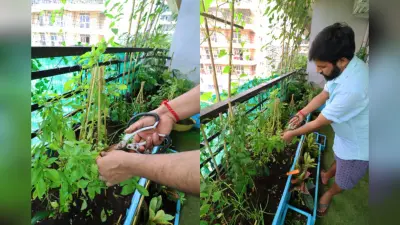 Home Gardening: घर की छत, बाउंड्रीज या घर के छोटे हिस्से में खेती से बचाए पैसा और लाए अपने खाने में जायका