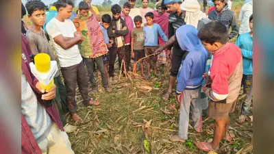 Jharkhand News: गढ़वा में जंगली हाथियों का उत्पात, एक को उतारा मौत के घाट, बीते ढाई माह में 6 लोगों की ली जान