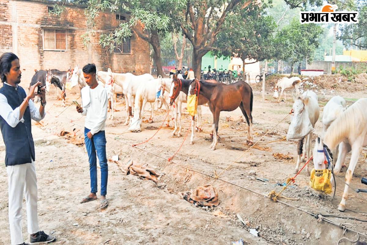 Sonepur Mela: राजस्थान-पंजाब से सोनपुर मेले में आने लगे खास नस्ल के घोड़े, लाखों में है कीमत