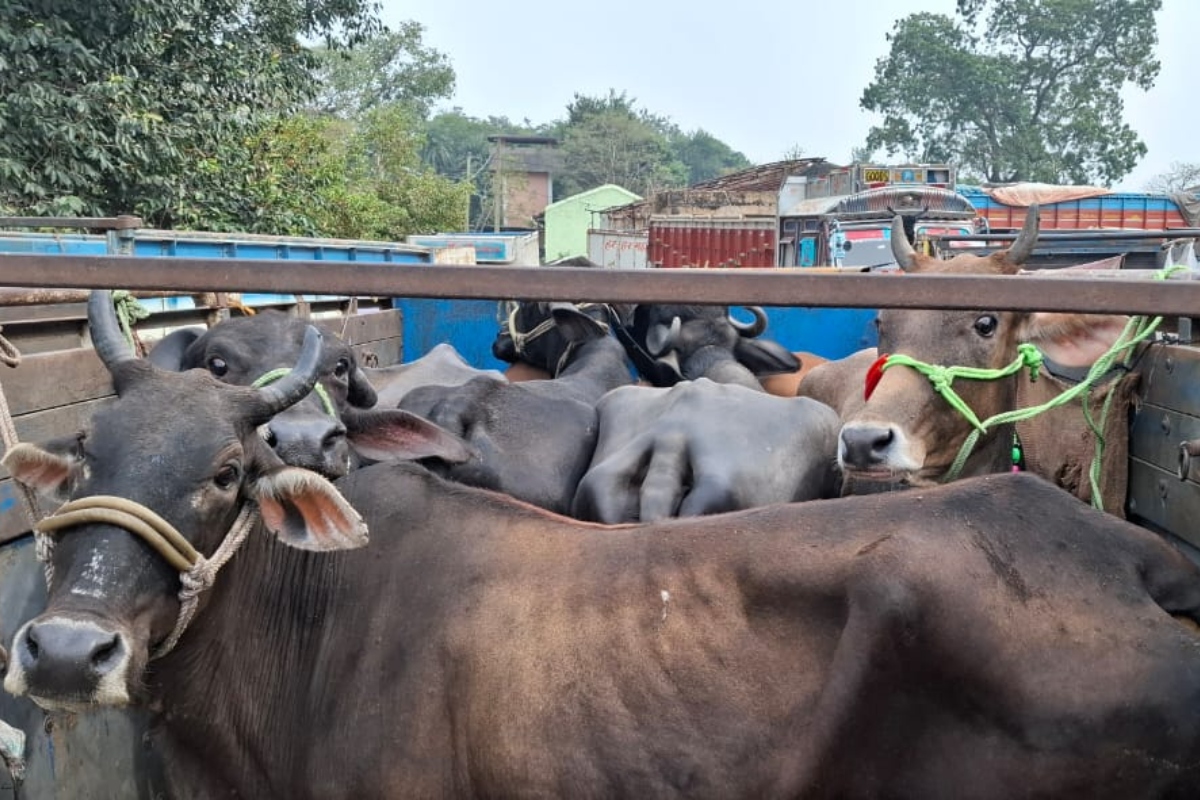 Jharkhand Crime News: गिरिडीह में मवेशी लदे 6 पिकअप वाहनों को पुलिस ने किया जब्त