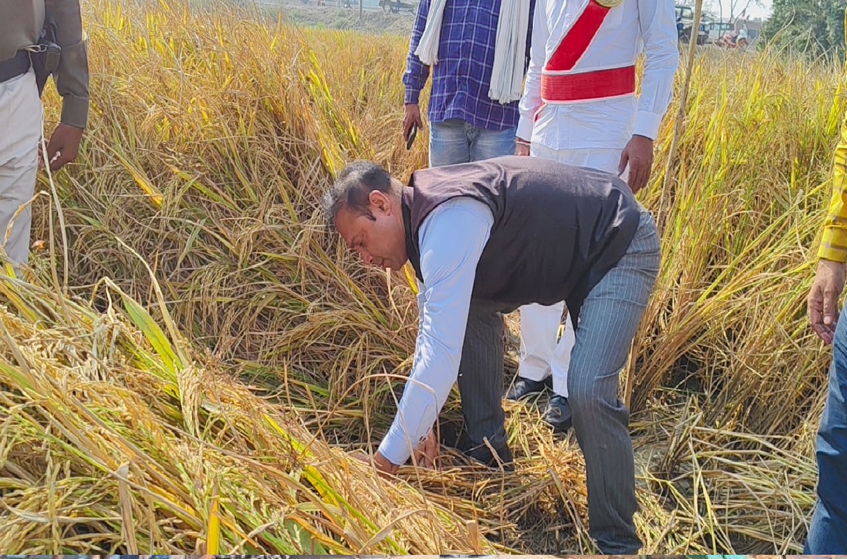 Bihar News: बिहार के इस जिले के डीएम ने धान की फसल काटी, उपज को लेकर लगाया ये अनुमान