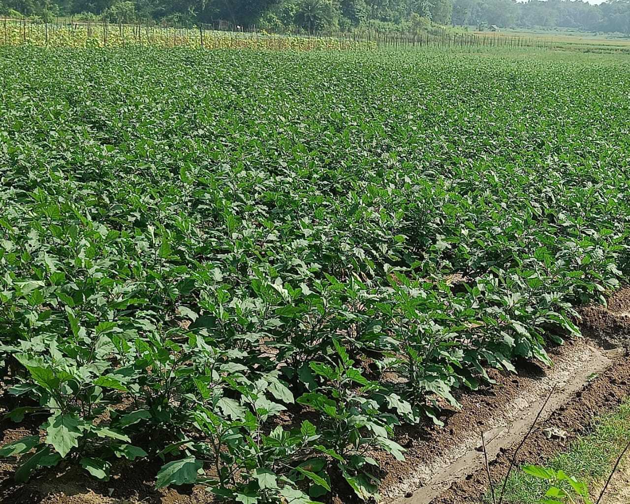 East Singhbhum : बेमौसम बारिश से 900 बीघा में लगी सब्जी को नुकसान का खतरा