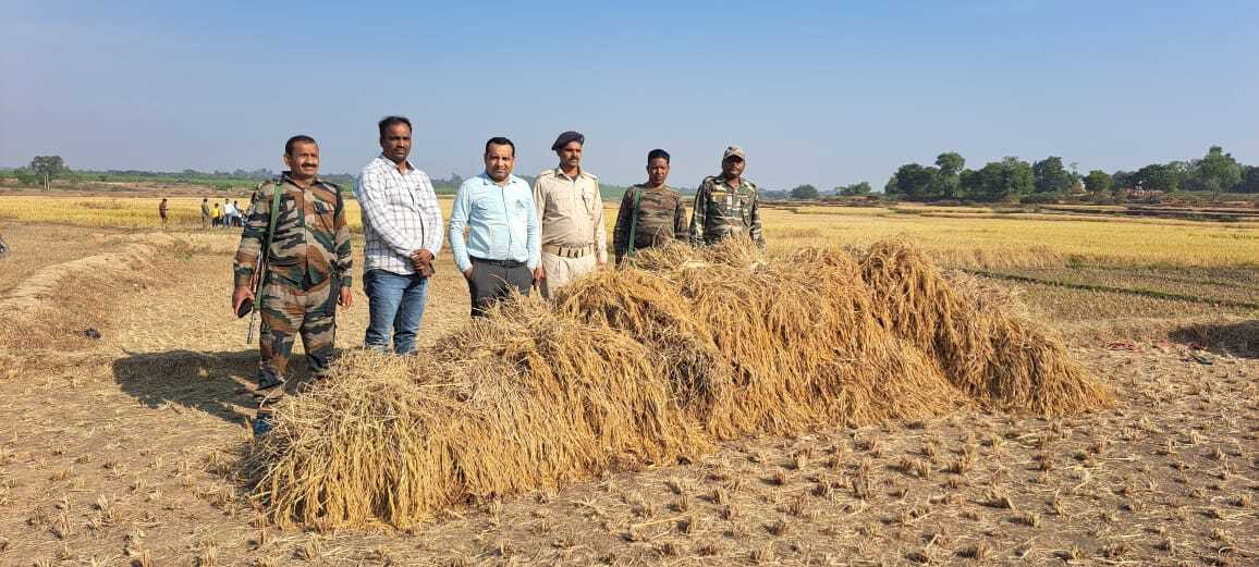 Giridih News: सीओ ने विवादित जमीन पर लगे धान को कटवाकर कराया नीलाम