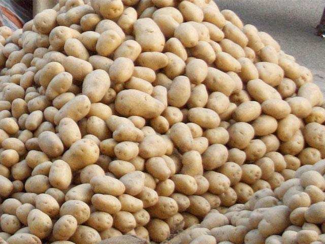 Ranchi news : थोक में आलू 22-24 और खुदरा में 35-40 रुपये प्रति किलो मिल रहा