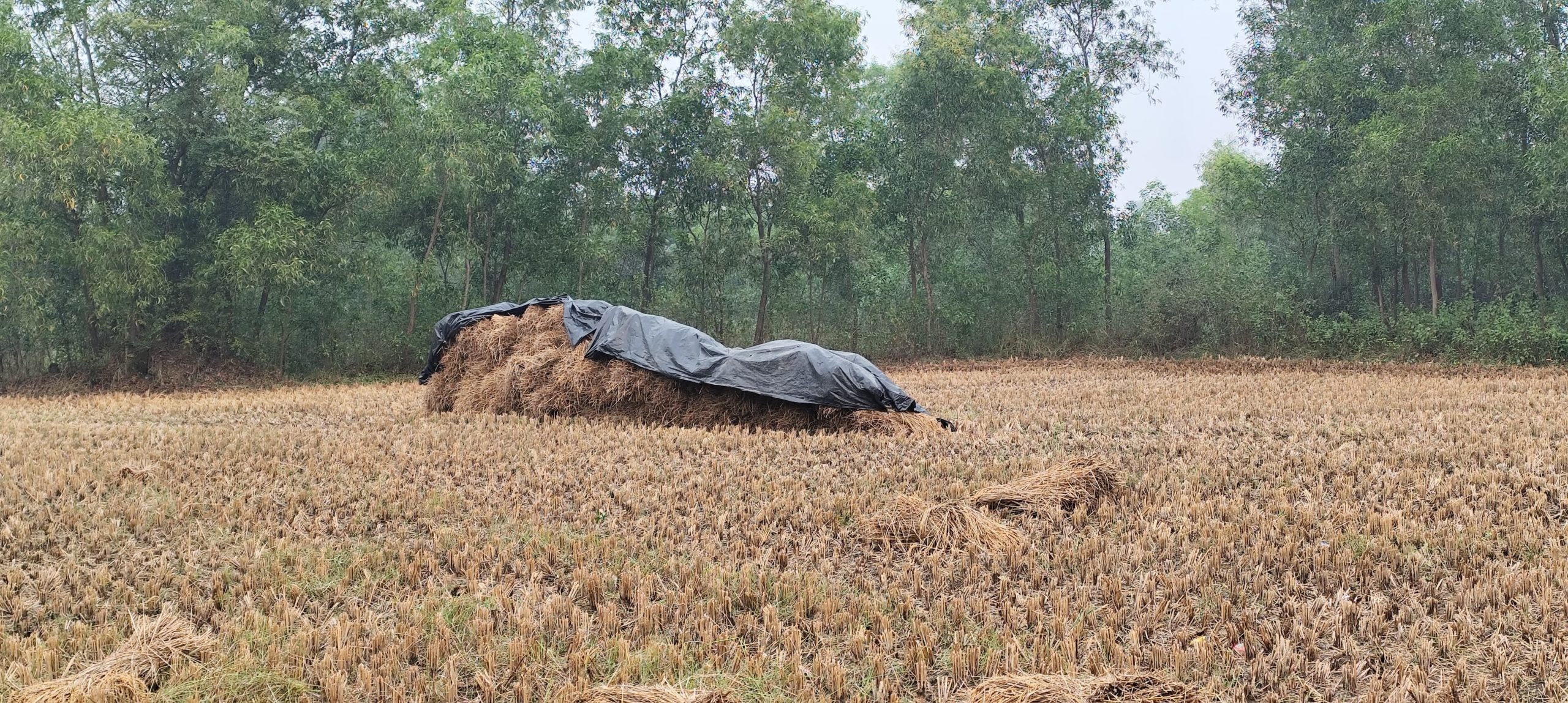 East Singhbhum : दारीसाई के कृषि वैज्ञानिकों की रिपोर्ट, बारिश अधिक हुई, तो धान व सब्जी को क्षति होगी, किसान चिंतित