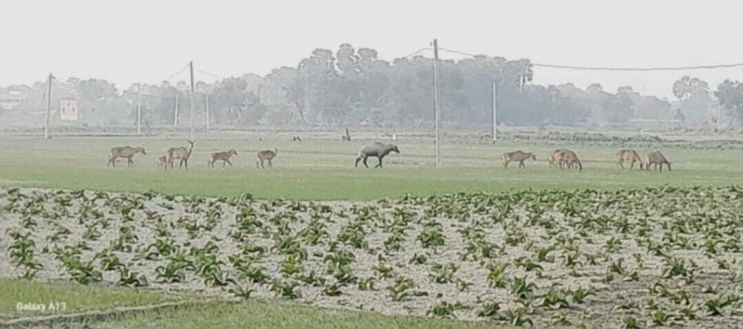 नील गाय के आतंक से किसान परेशान