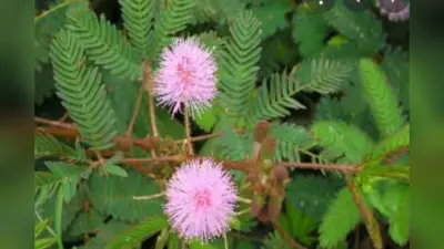 Shami Plant in Home : घर में शमी का पौधा लगाने के 5 बड़े फायदे जो आपको कर देंगे हैरान