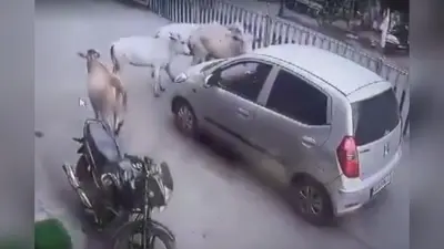 Viral Video: बछड़े को टक्कर मार भाग रहा था कार चालक, गायों की झुंड ने दौड़ाकर रोक दी गाड़ी