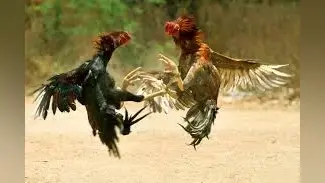 Cock fighting: सिदगोड़ा निवासी रंजीत कुमार के मुर्गे ने कमेटी के बाजी मुर्गा को हराया