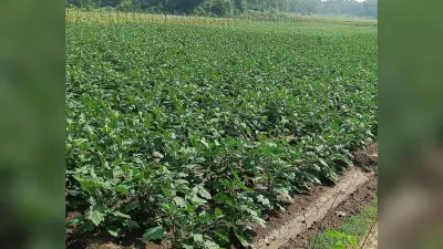 East Singhbhum : बेमौसम बारिश से 900 बीघा में लगी सब्जी को नुकसान का खतरा