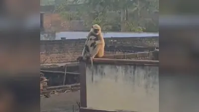 Gaya News : दो माह से बंदरों का आतंक, दर्जन भर लोगों को किया घायल