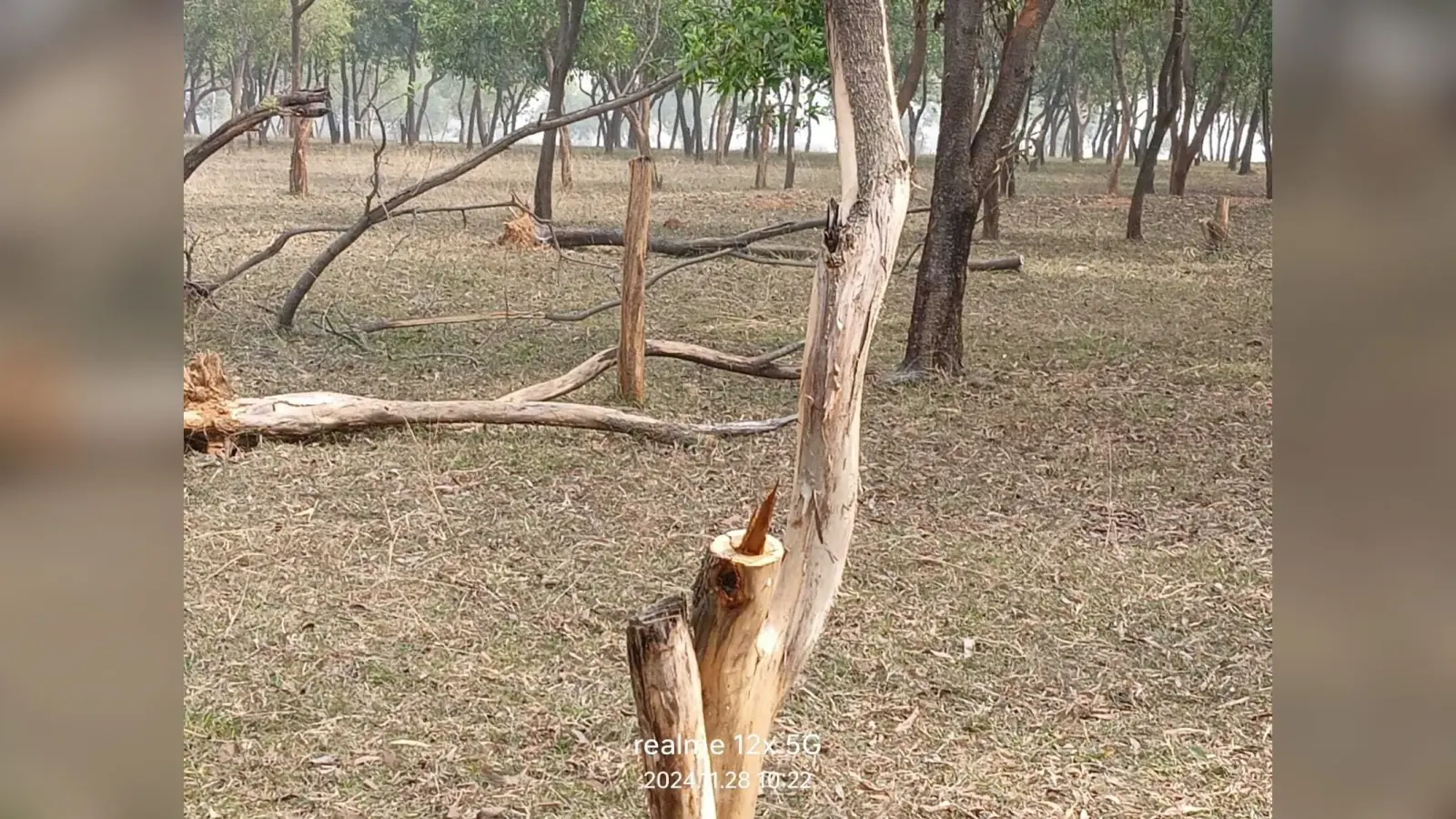 धड़ल्ले से हो रही है पेड़ों की कटाई