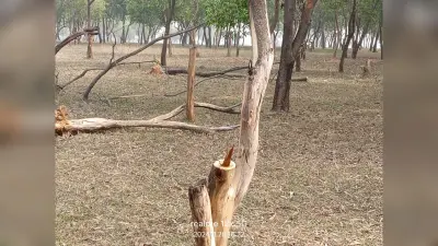 धड़ल्ले से हो रही है पेड़ों की कटाई
