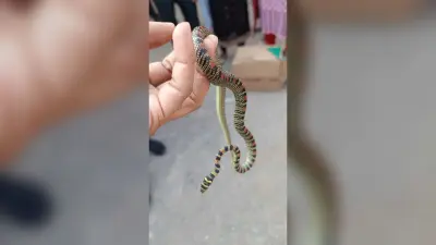 दवा के कार्टून से दुर्लभ प्रजाति का सांप बरामद