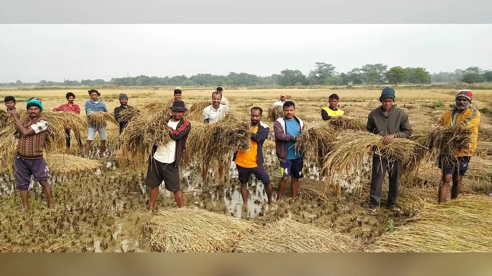 Chaibasa News : अचानक नहर में छोड़ा पानी, 3000 एकड़ में धान की फसल बर्बाद