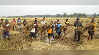 Chaibasa News : अचानक नहर में छोड़ा पानी, 3000 एकड़ में धान की फसल बर्बाद
