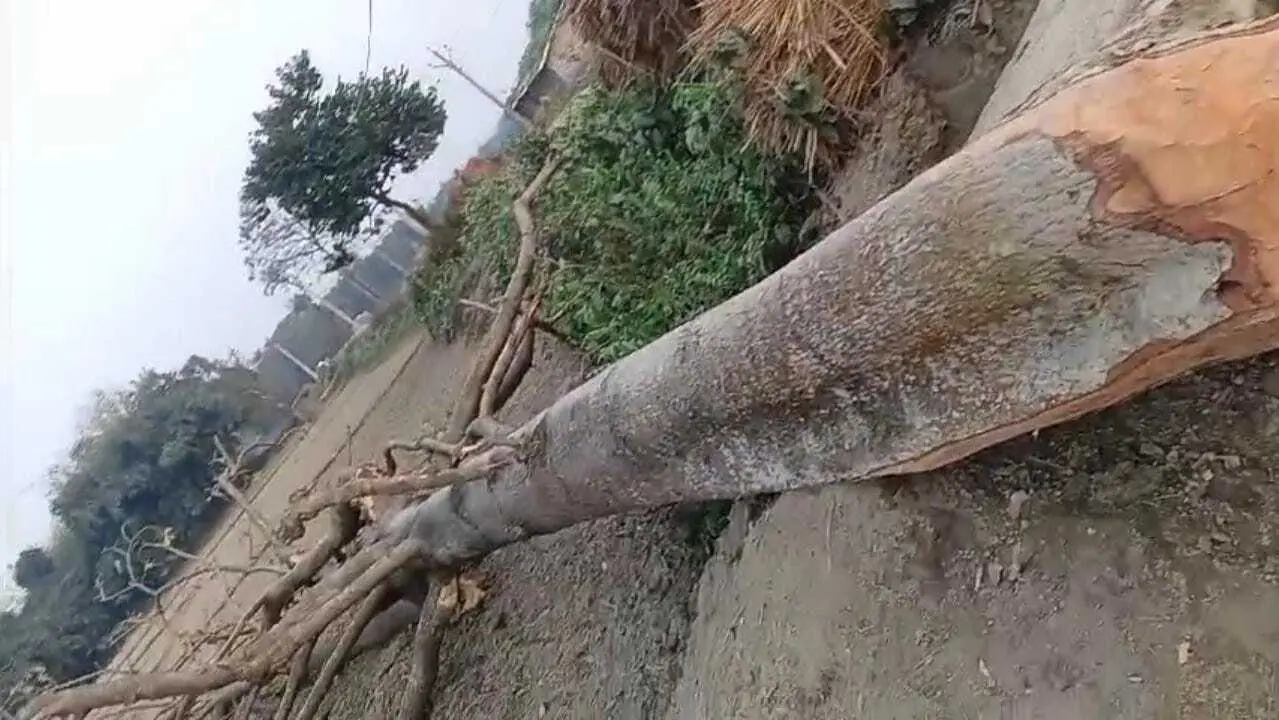 सड़क किनारे वन विभाग के लगे सरकारी वृक्षों को काट रहे दबंग माफिया