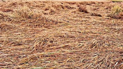 Jharsuguda News: बेमौसम बारिश से धान की फसल हुई बर्बाद, सब्जियों को भी नुकसान