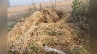Giridih News: सरकारी धान क्रय केंद्र समय पर नहीं खुलने से किसान परेशान