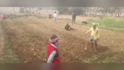 महंगे दरों में खरीदना पड़ता है आलू बीज