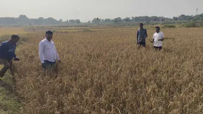 East Singhbhum : घाटशिला प्रखंड में 2,74, 450 क्विंटल धान का उत्पादन संभव