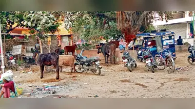 सड़कों के किनारे और पुल के नीचे चल रहे खटाल, राहगीर परेशान