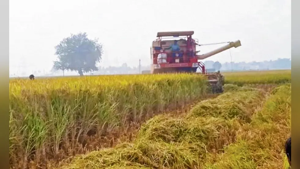 डुमरांव प्रखंड में 70 प्रतिशत हुई धान की कटाई
