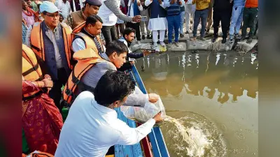 Buxar News: गंगा नदी में डाली गयी 3.86 लाख मत्स्य अंगुलिका