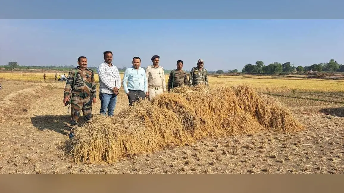 Giridih News: सीओ ने विवादित जमीन पर लगे धान को कटवाकर कराया नीलाम