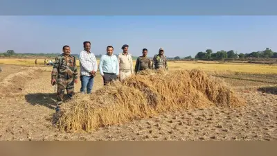 Giridih News: सीओ ने विवादित जमीन पर लगे धान को कटवाकर कराया नीलाम