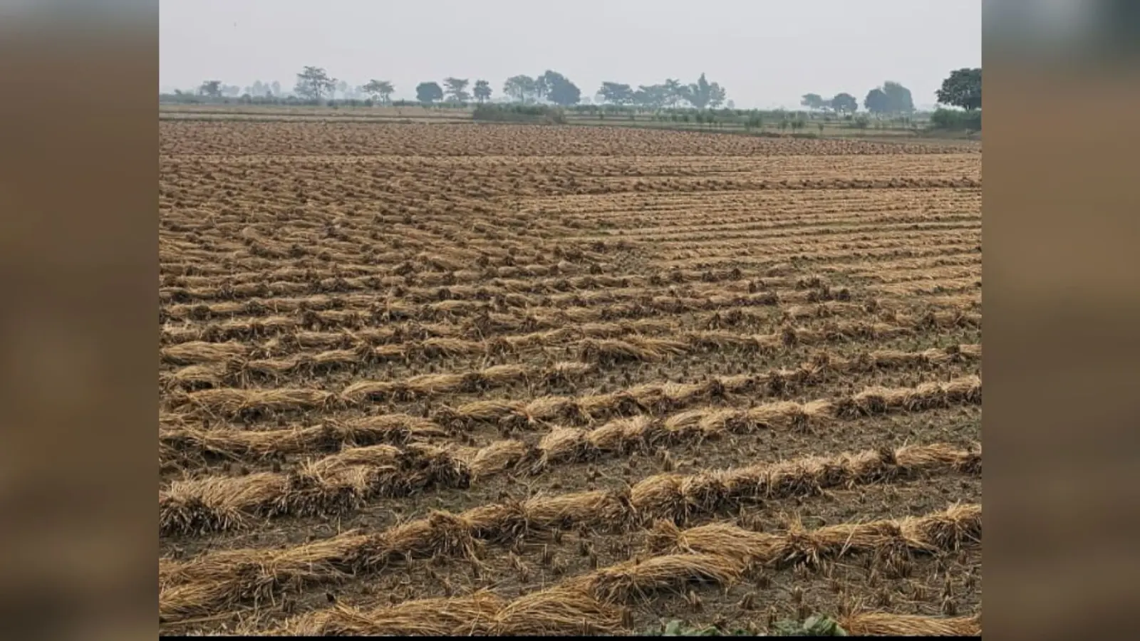 बूंदाबांदी से कटी हुई धान की फसल को नुकसान, किसान परेशान
