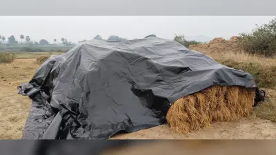 Giridih News : बेमौसम बारिश से धान को आंशिक नुकसान