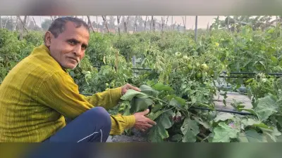 Aurangabad News : एक हीं पौधे में फल रहा टमाटर और बैगन