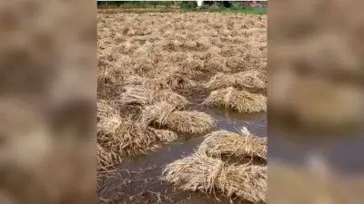 Dhanbad News : बारिश के पानी ने किसानों की मेहनत पर फेरा पानी