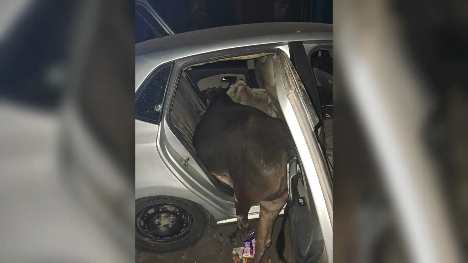 Bokaro News : मवेशी चुरा कर कार से ले जा रहा युवक गिरफ्तार