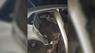 Bokaro News : मवेशी चुरा कर कार से ले जा रहा युवक गिरफ्तार