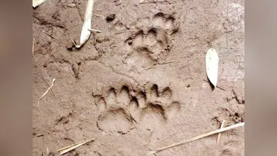 East Singhbhum : बाघिन ‘जीनत’ के 200 मीटर की परिधि में पहुंची वन विभाग की टीम, चाकुलिया वन क्षेत्र में 48 घंटे से विचरण कर रही