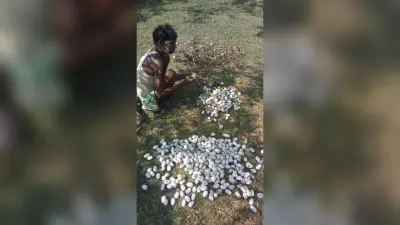 seraikela news : राज्य में तीन साल से लगातार घट रहा तसर का उत्पादन, किसानों पर संकट