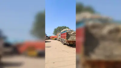 City News : आलू की आवक तेज, 20 रुपये किलो बिका