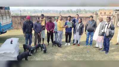 सीएम पशुधन योजना में 14 लाभुकों के बीच सुकर वितरित