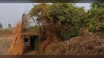 पिंजरे में मेमना रख रातभर निगरानी करते रहे वनकर्मी