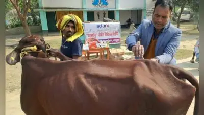 कैंप के माध्यम से 10 मवेशियों का किया गया उपचार