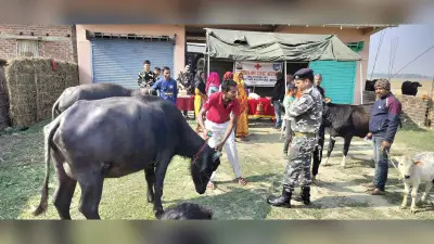 एसएसबी ने लगाया पशु चिकित्सा शिविर