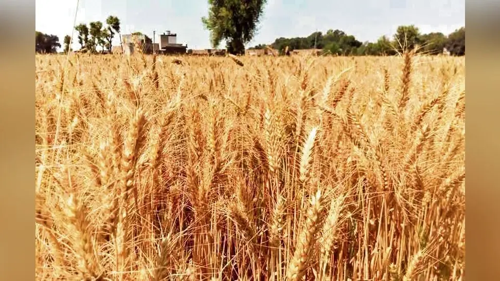 Gaya News : आज जिले में 584 टन डीएपी खाद की होगी आपूर्ति
