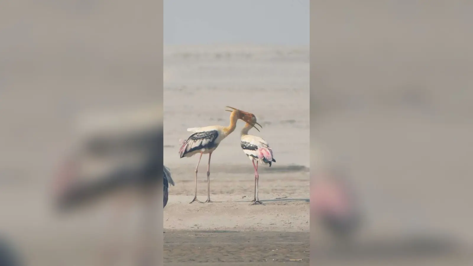 डाॅल्फिन सेंचुरी में सर्वे के दौरान कम प्रवासी पक्षी दिखे
