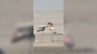 डाॅल्फिन सेंचुरी में सर्वे के दौरान कम प्रवासी पक्षी दिखे
