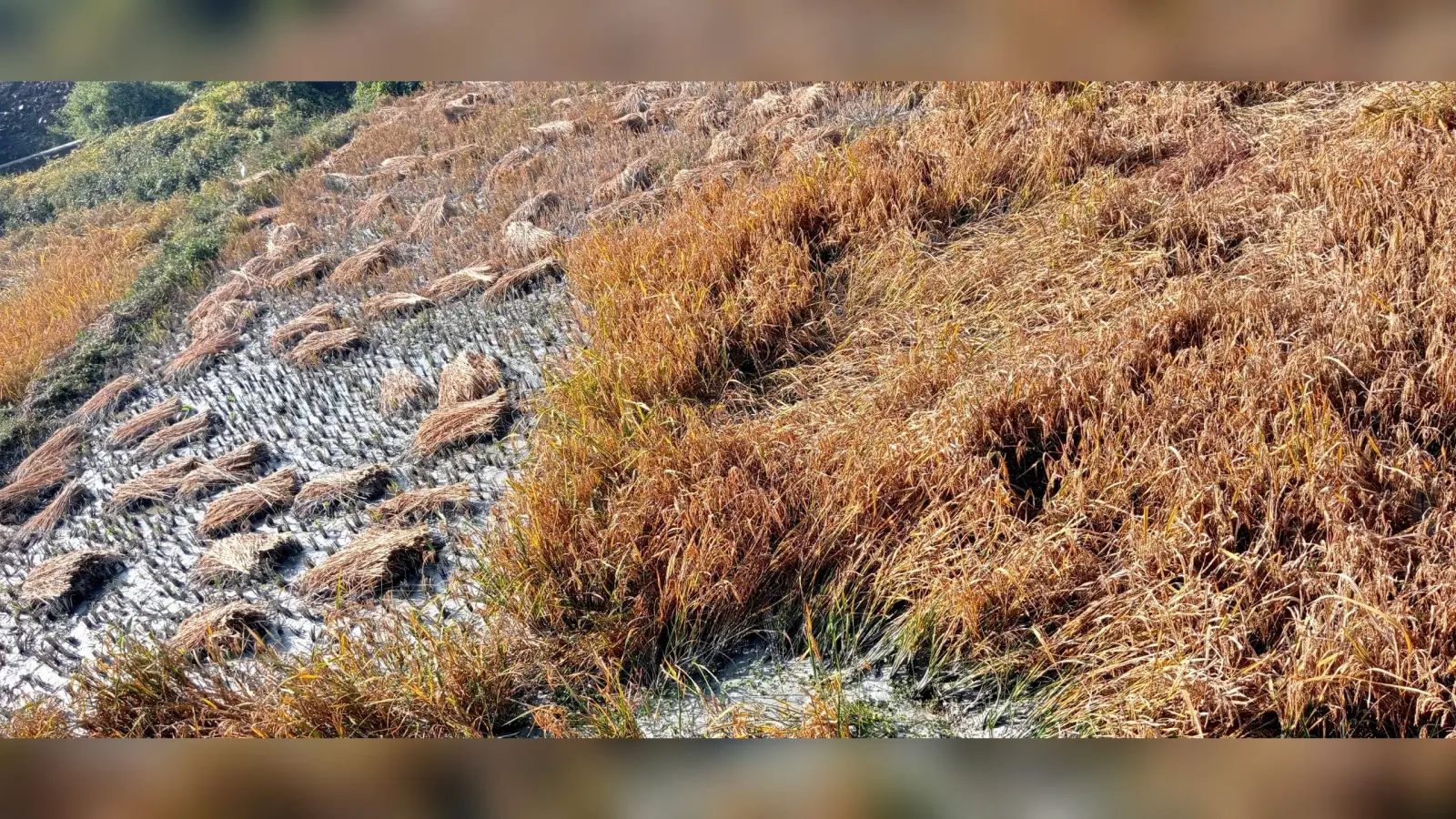 Bokaro News : पाइप लाइन फटने से खेतों में घुसा छाई युक्त पानी, फसल बर्बाद